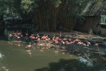 flamenco-zoologico-animales-aves