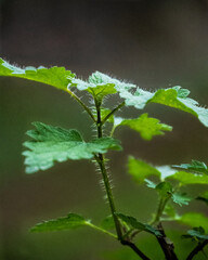 De l'ortie en macro 