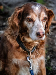 Un vieux chien avec son collier 