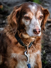 Un vieux chien avec son collier 