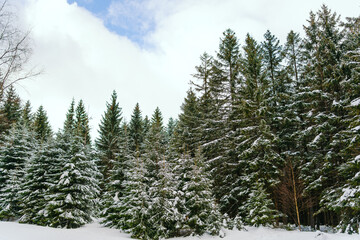 Winter Landscape Snow covered larch trees on a slope against the mountains