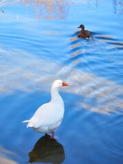 GOOSE LOOKS LIKE DUCK LEAVES FURROW IN THE RIVER