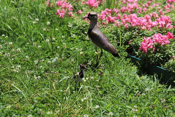 Pássaro Quero-quero em jardim com flores