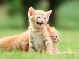 Naklejka na ściany i meble Portrait of two lovely ginger tabby cats standing on green grass field, looking alertly and stay close together, funny pet concept.