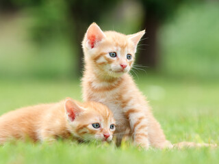 Portrait of two lovely ginger tabby cats standing on green grass field, looking alertly and stay close together, funny pet concept.