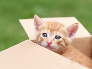 Headshot of cute ginger tabby cat in box, adorable kitty looking at camera.