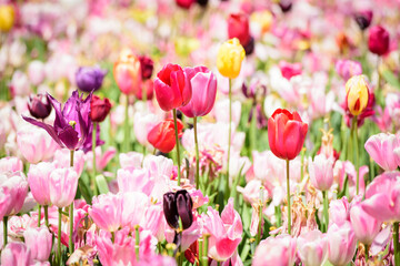 Fototapeta premium tulips in spring