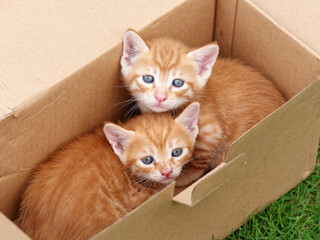 Portrait of two cute ginger tabby cats in box, adorable kitty looking at camera.