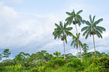 Flight of birds over the Amazon rainforest near Leticia, Colombia