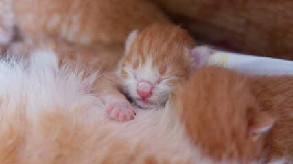 Portrait of newborn ginger tabby cat sleeping on its mother cat's body.