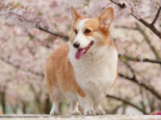 Adorable smiling dog with cherry blossom background, portrait of Corgi dog Pembroke welsh corgi.