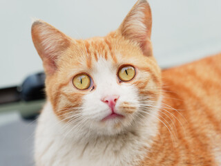 Close up portrait of cute ginger tabby cat with yellow eyes.