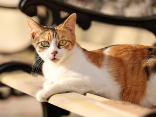 Turtle three color young cat lying on bench and enjoy sun shine.