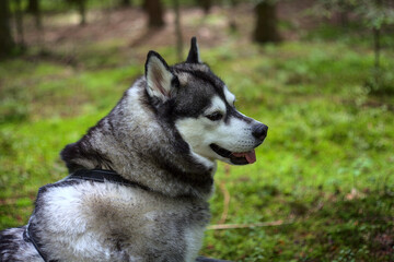 Obraz premium siberian husky dog