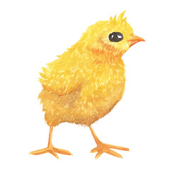 Watercolor baby chick, Easter small chicken, Cute spring bird, little yellow  illustration. hand drawn