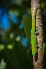 Hawaii Gecko