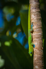 Hawaii Gecko