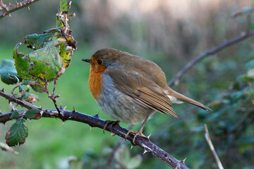  Robin Red Breast in Thorns