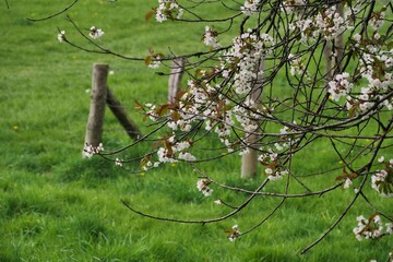Branch of a cherry tree in full bloom, in the blurred background a meadow and a fence, the different focus area is mainly on the branch, especially in the center of the image