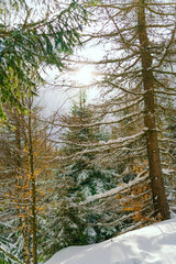 Fototapeta premium Winter Landscape Snow covered larch trees on a slope against the mountains