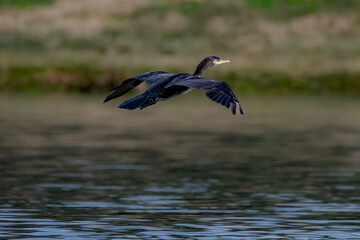 Cormorant