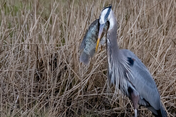 Great Blue Heron