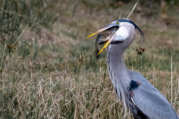 Great Blue Heron