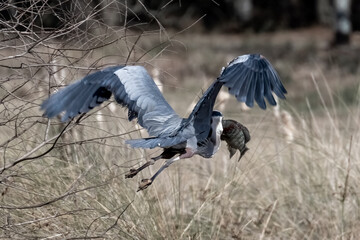 Great Blue Heron