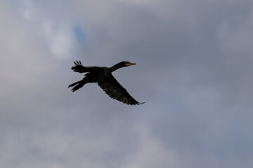 Cormorant