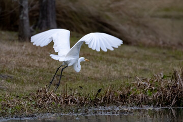 Heron