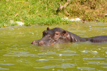 Large Hippo Enjoying the Cool Waters