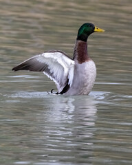 Fototapeta na wymiar Duck on the lake