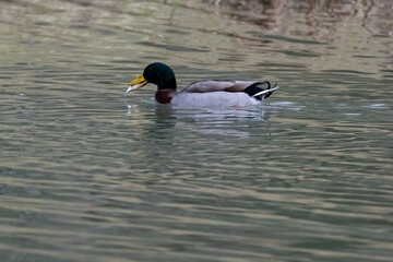 Duck on the lake
