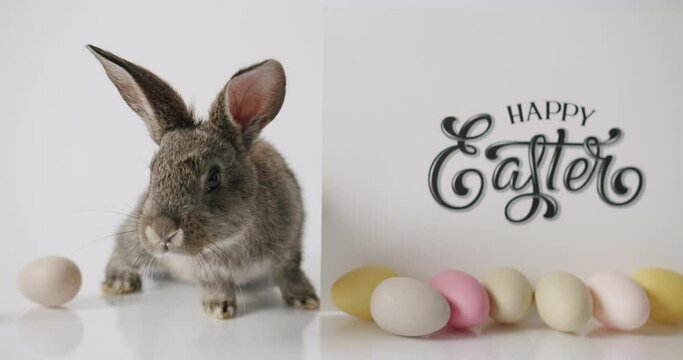 A gray rabbit is ooking at camera on a white background with the inscription Happy Easter. With many eggs of different colors. Easter Bunny is curious. Concept Happy Easter Celebration