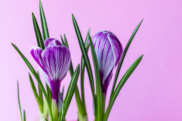 Fototapeta na wymiar Large crocus Crocus sativus C. vernus flowers flowers with purple streaks on a pink background for postcards, greetings for Mother's Day, Valentine's Day.Close-up