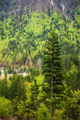 Alpine forest at Kranjska Gora, Juilan Alps, Triglav National Park, Upper Carniola, Slovenia