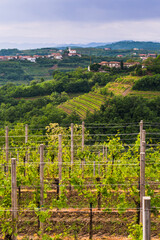Slovenia vineyards and the hill top town of Vedrijan, Goriska Brda, Slovenia, Europe