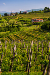 Slovenia countryside and vineyards and the hill top town of Medana, Goriska Brda (Gorizia Hills), Slovenia, Europe - obrazy, fototapety, plakaty