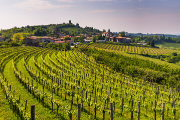 Kojsko, Goriska Brda, Slovenia. View of vineyards and Kojsko, Goriska Brda (Gorizia Hills), Slovenia, Europe - obrazy, fototapety, plakaty