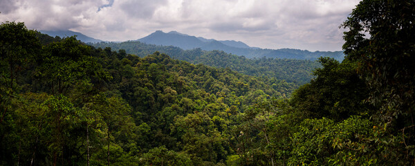 Choco Rainforest, Ecuador. This area of jungle is the Mashpi Cloud Forest in the Pichincha Province of Ecuador, South America - obrazy, fototapety, plakaty