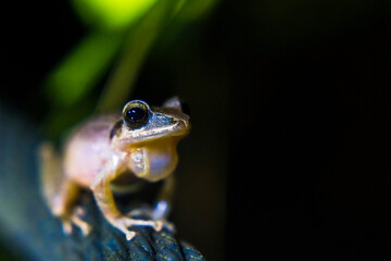 Frog in the Choco Rainforest at night, Ecuador. This area of jungle is the Mashpi Cloud Forest in the Pichincha Province of Ecuador, South America
