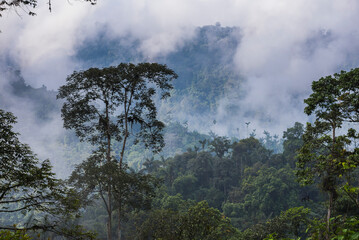 Choco Rainforest landscape, Ecuador. This area of jungle is the Mashpi Cloud Forest in the Pichincha Province of Ecuador, South America - obrazy, fototapety, plakaty