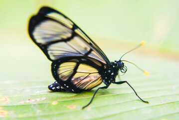 Fototapeta na wymiar Butterfly, Mashpi Cloud Forest, Choco Rainforest, Ecuador, South America