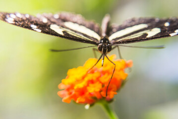 Butterfly, Mashpi Cloud Forest, Choco Rainforest, Ecuador, South America