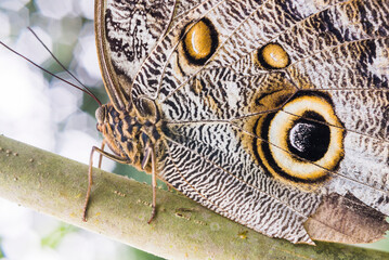 Owl Butterfly, Mashpi Cloud Forest, Choco Rainforest, Ecuador, South America