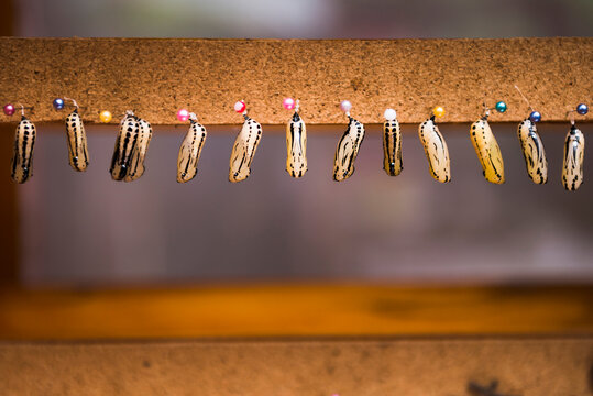 Butterfly Pupa (lavae and cocoons) at the Butterfly House in Mashpi Cloud Forest, Choco Rainforest, Ecuador, South America