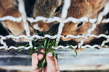 Child feeding rabbits sitting in hutch on farm. Closeup of child hand holding bunch of grass while feeding rabbits
