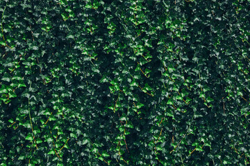 Green leaves pattern background. Natural background and wallpaper. Small green leaves texture. Clean environment