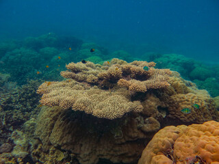 Fototapeta na wymiar Tropical fishes and Coral reefs in ocean, underwater photo, in Aimeliik, Palau, Oceania