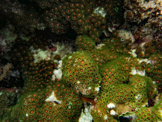 Naklejka na ściany i meble Colony of Green and Orange Zoantharia (Zoanthids) is under the coral reefs, in shallow ocean of Aimeliik state, Palau, Pacific